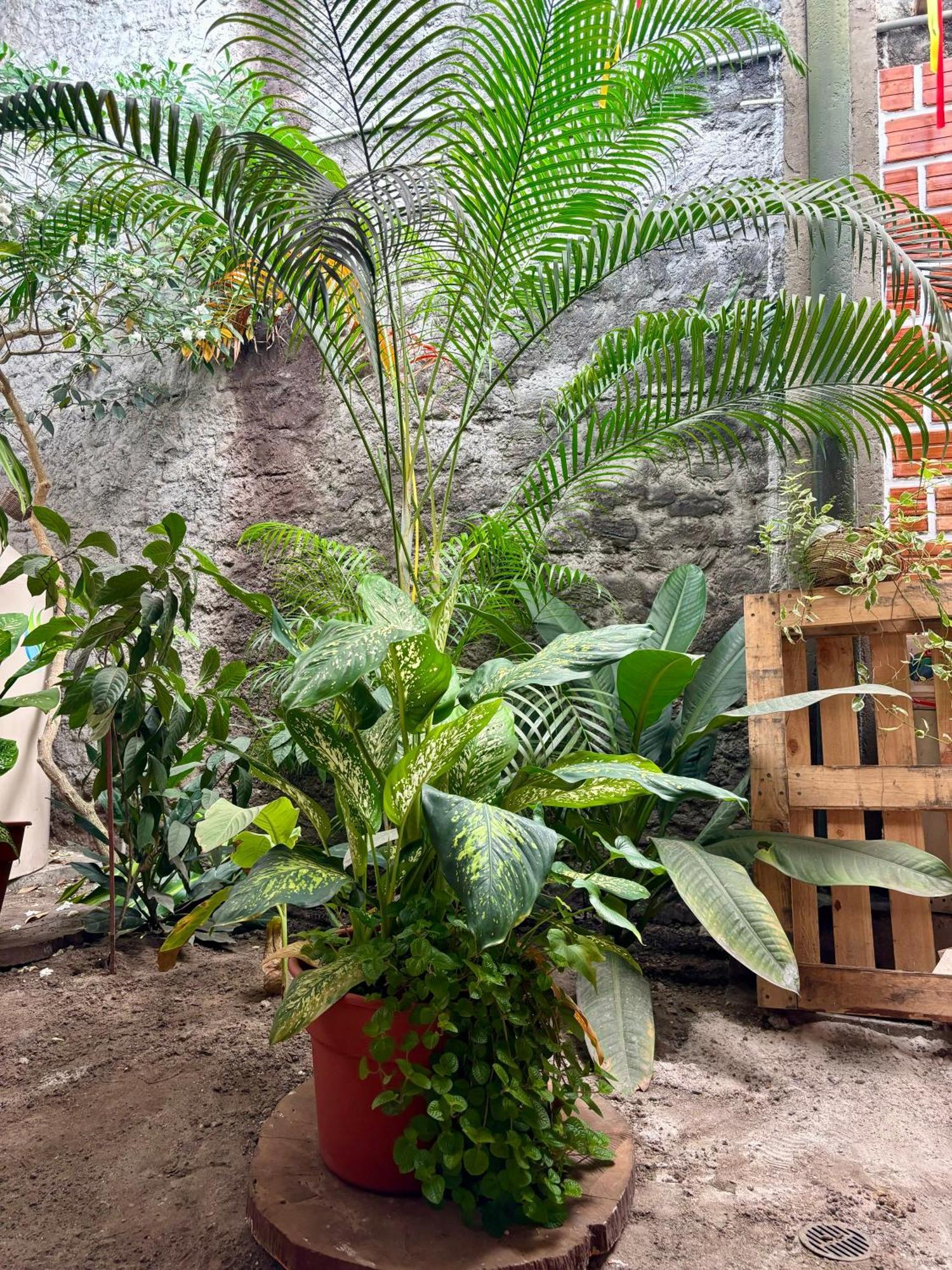 Hospedaje Casa Amazonica Iquitos Dış mekan fotoğraf